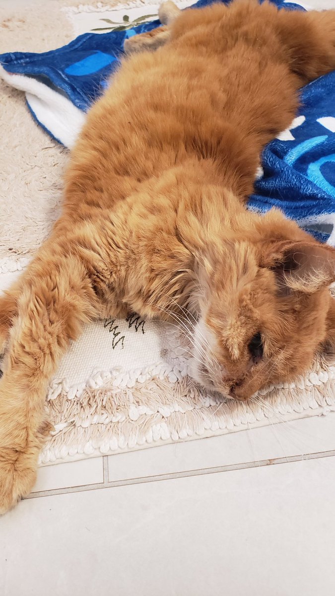 tsandg8r's tweet image. Wasn't a "cat guy" until we rescued #AbbyTheTabby in 2011, literally the day we took the L in #RedStick to the #Corndogs. Lost her an hour ago. She went peacefully. I'ma miss the 3am greetings everyday when I get up for work. Rest easy my feline friend. We'll take the reins.