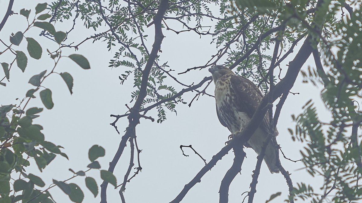 mausgabe's tweet photo. Sunday 7/27: WaHi / J. Hood Wright Park 
Pigeons were feeding on bread or seeds. 
Juvenile Redtailed Hawk flew in. 
Pigeons scattered. No lunch for the juvie (yet). 
(Leica M10 | 1954 Jupiter-8 5cm ƒ/2 LTM) 
#birdcpp https://t.co/bSETRZcjdp