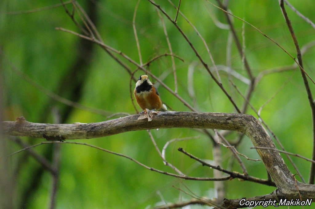 crow_research's tweet image. ヤマガラもカシワマイマイを食べていた。