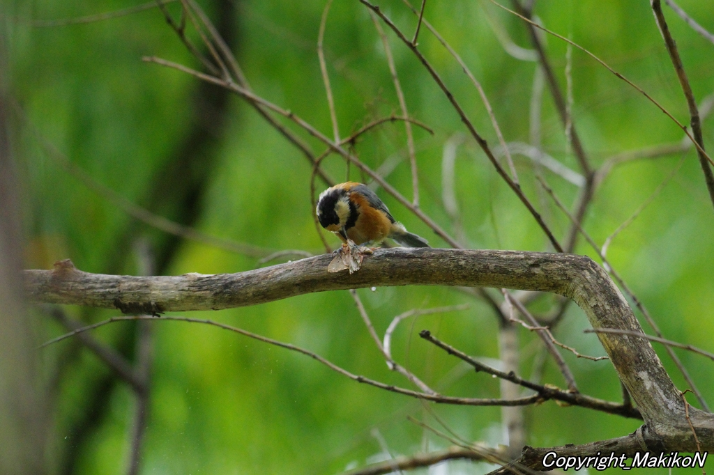 crow_research's tweet image. ヤマガラもカシワマイマイを食べていた。