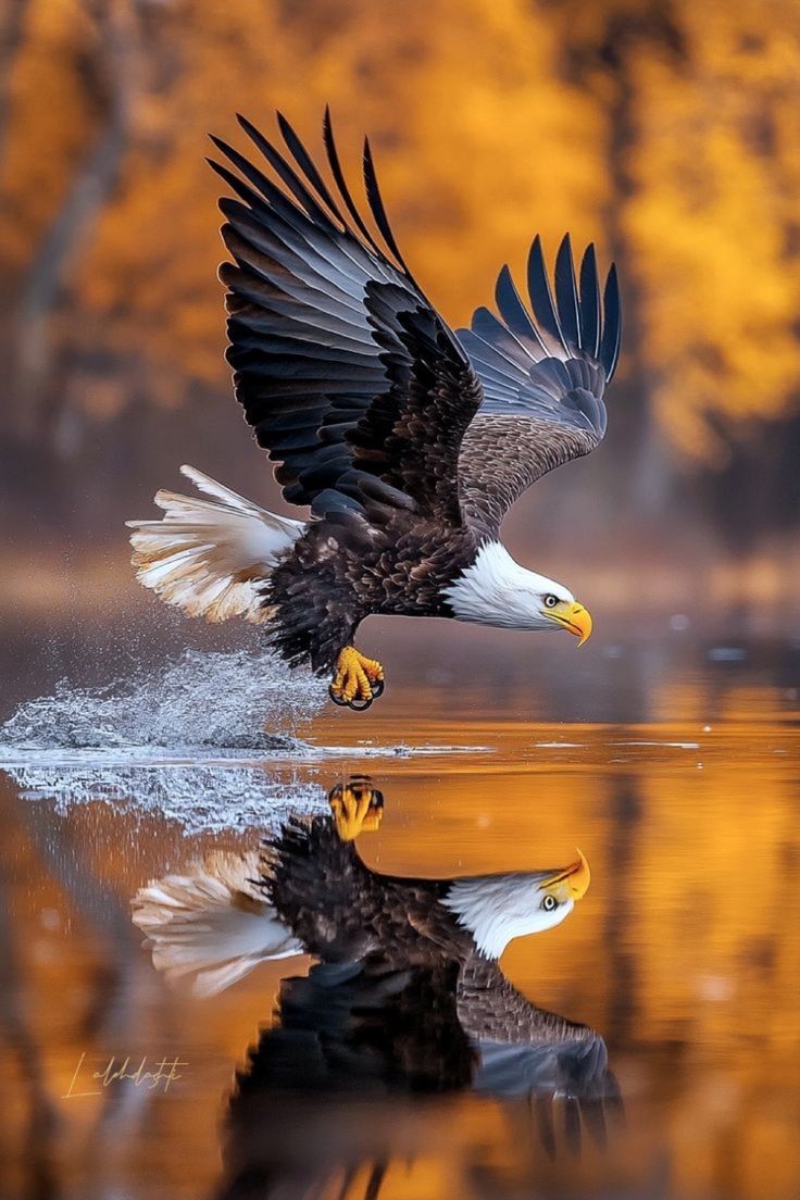 Amazing Pics (@amazingpicsa) on Twitter photo 