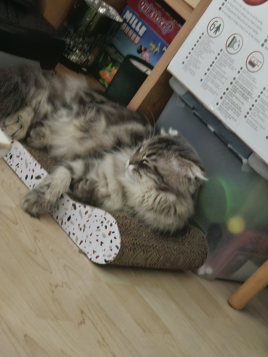 Je pense que c'est le meilleur endroit pour dormir quand le panier existe, le plaid existe, le canapé existe mais bon.. le grattoir c'est mieux
