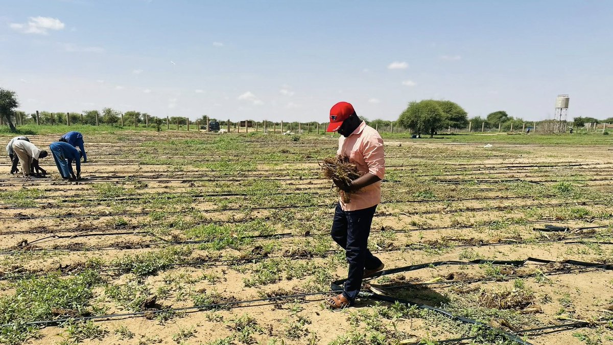 NigerAR's tweet image. Abdoul-Kader Issoufou
Entrepreneur agricole
Agri'Innove'Inspire accompagne la mise en valeur d’un site de 2 hectares dédié à la production fourragère, notamment du Maralfalfa, à Toukounous, Tillabéri.
Que Dieu protège toutes celles et ceux qui travaillent pour le bien, même…
