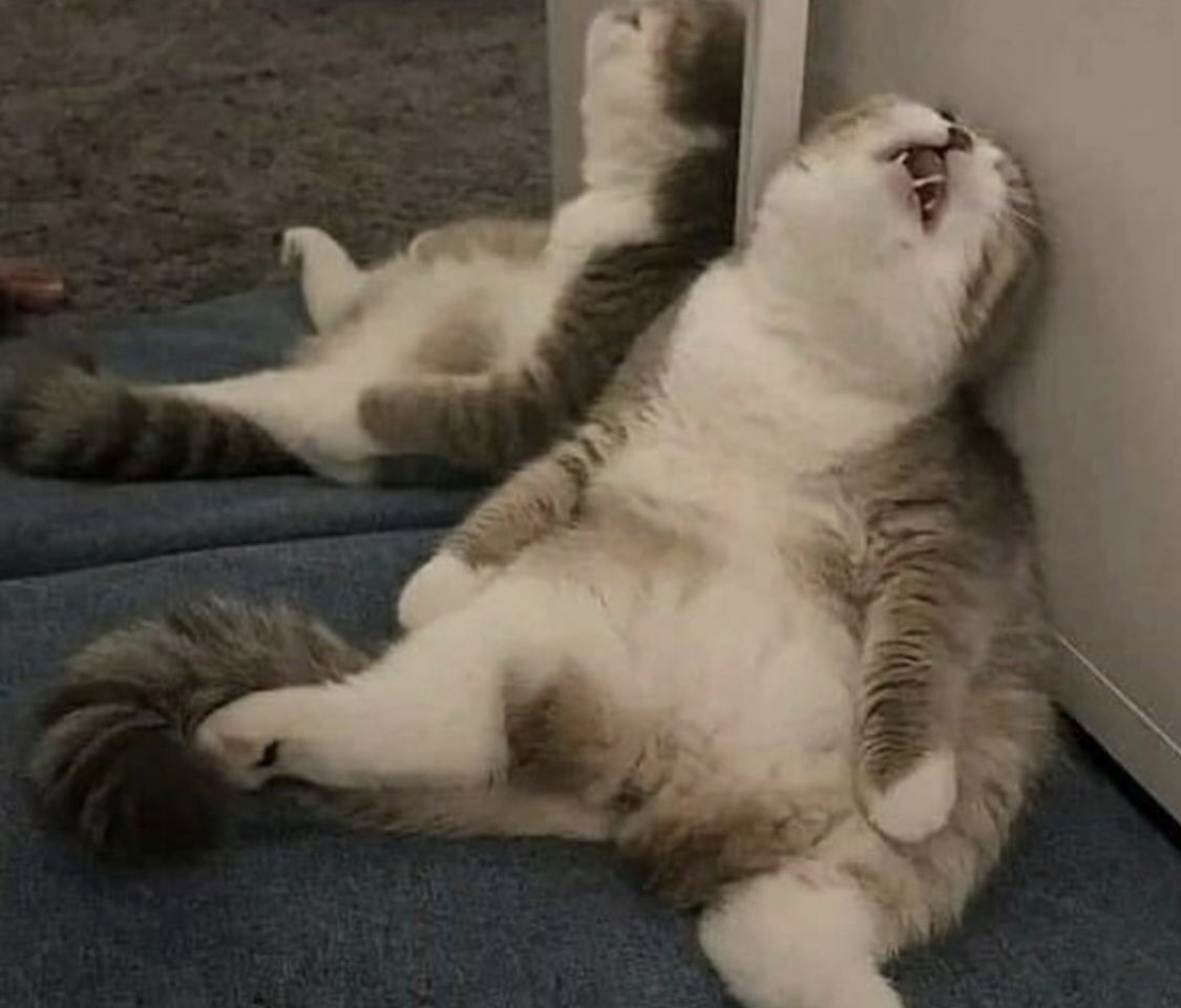 rickmessini's tweet image. GN frens