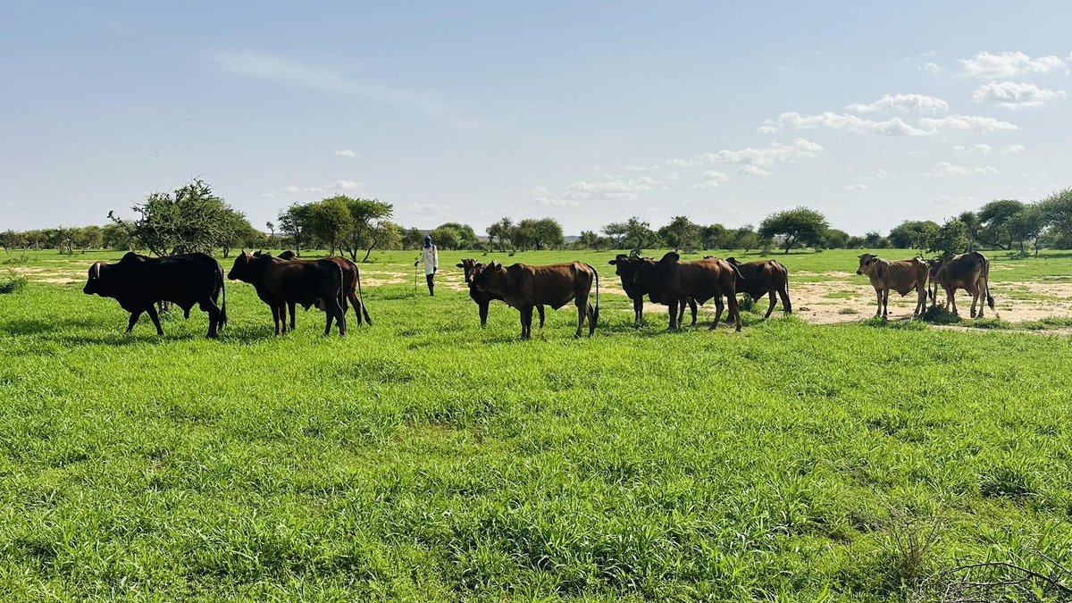 NigerAR's tweet image. Abdoul-Kader Issoufou
Entrepreneur agricole
Agri'Innove'Inspire accompagne la mise en valeur d’un site de 2 hectares dédié à la production fourragère, notamment du Maralfalfa, à Toukounous, Tillabéri.
Que Dieu protège toutes celles et ceux qui travaillent pour le bien, même…