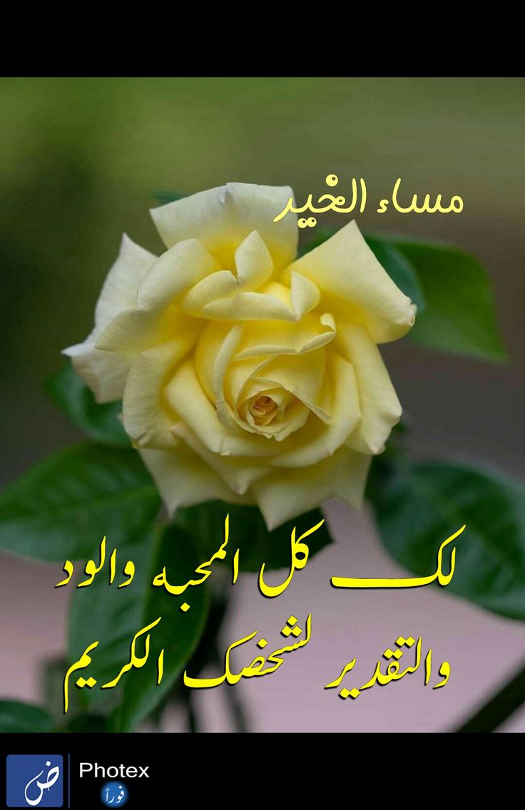 <a href="/nooral5271/">قيثارة الحرف</a>