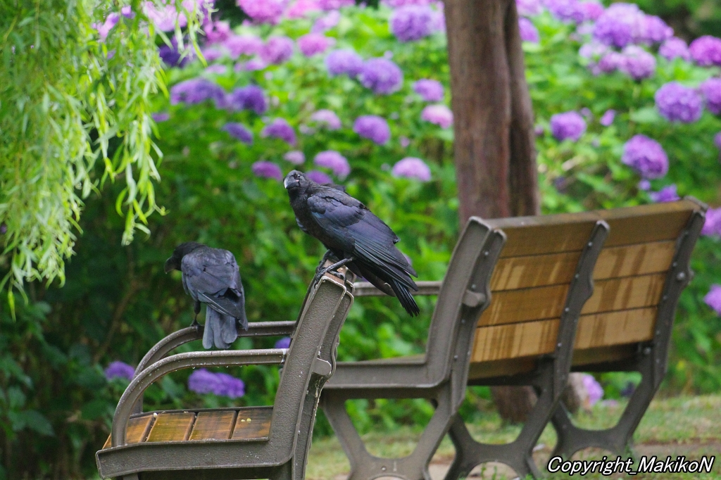 crow_research's tweet image. おねだり怪獣。
#カラス #ハシブトガラス #烏 #crow #corvus #corvidae #corvus_macrorhynchos #largebilled_crow #MakikoNakamura #sapporocrowResearch #中村眞樹子 #NPO法人札幌カラス研究会 #PENTAX #shootpentax #pentaxk3mkiii #sapporo #札幌のカラス #wildbird