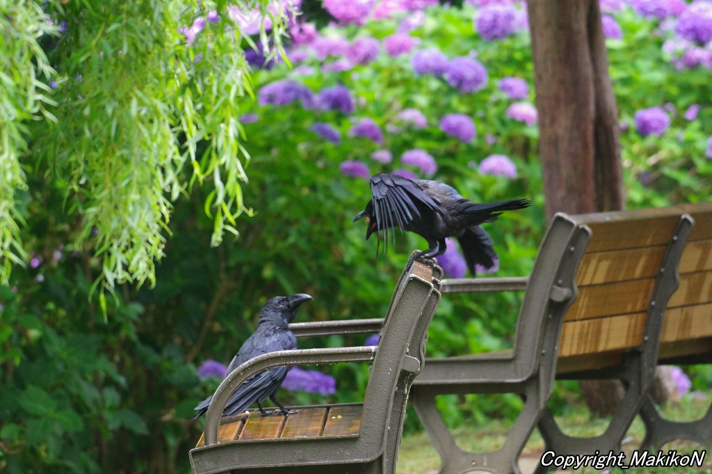 crow_research's tweet image. おねだり怪獣。
#カラス #ハシブトガラス #烏 #crow #corvus #corvidae #corvus_macrorhynchos #largebilled_crow #MakikoNakamura #sapporocrowResearch #中村眞樹子 #NPO法人札幌カラス研究会 #PENTAX #shootpentax #pentaxk3mkiii #sapporo #札幌のカラス #wildbird