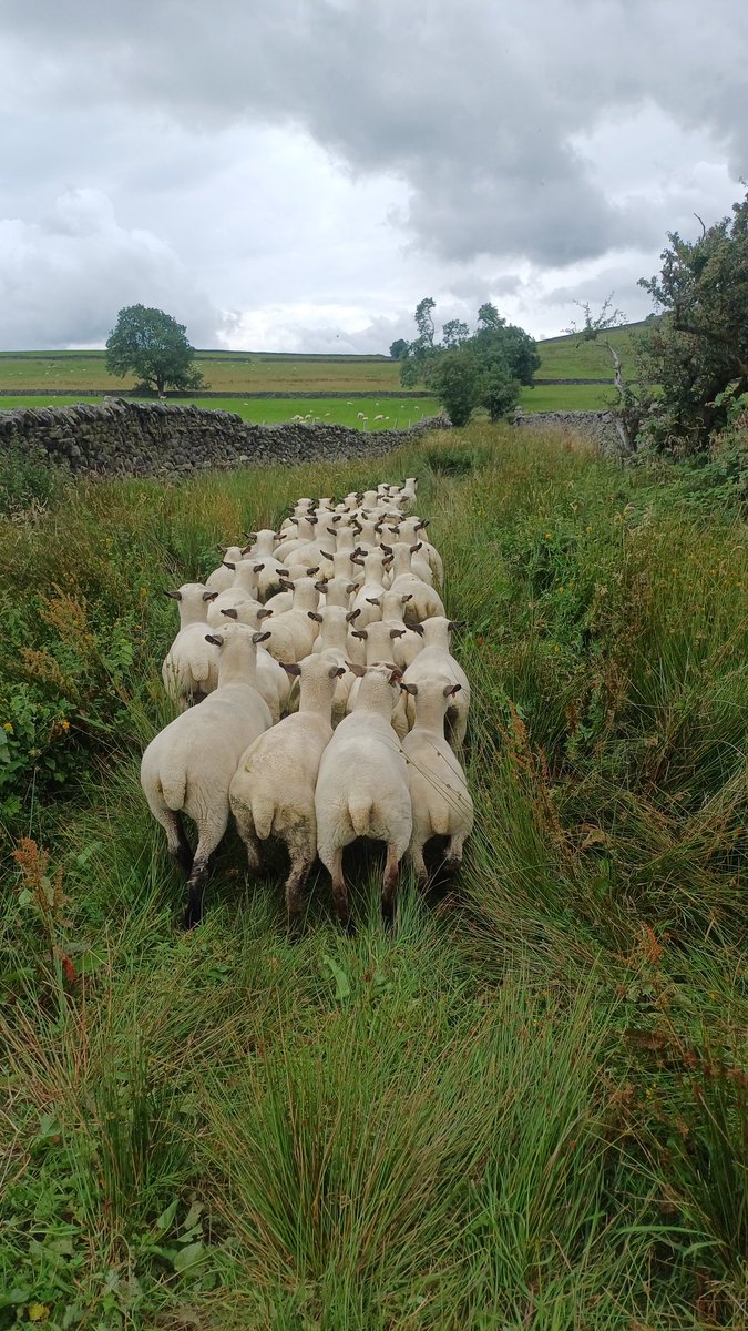 Job's Today. More Sheep Work. Shearling Ewes On There Way Home.