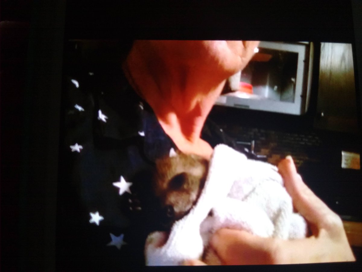 hippyseachick's tweet image. That time a mama raccoon got run out of her forest by dozers and couldn't collect all her babies...you do what ya gotta do when your friend calls crying.......just wish I had this love for people.