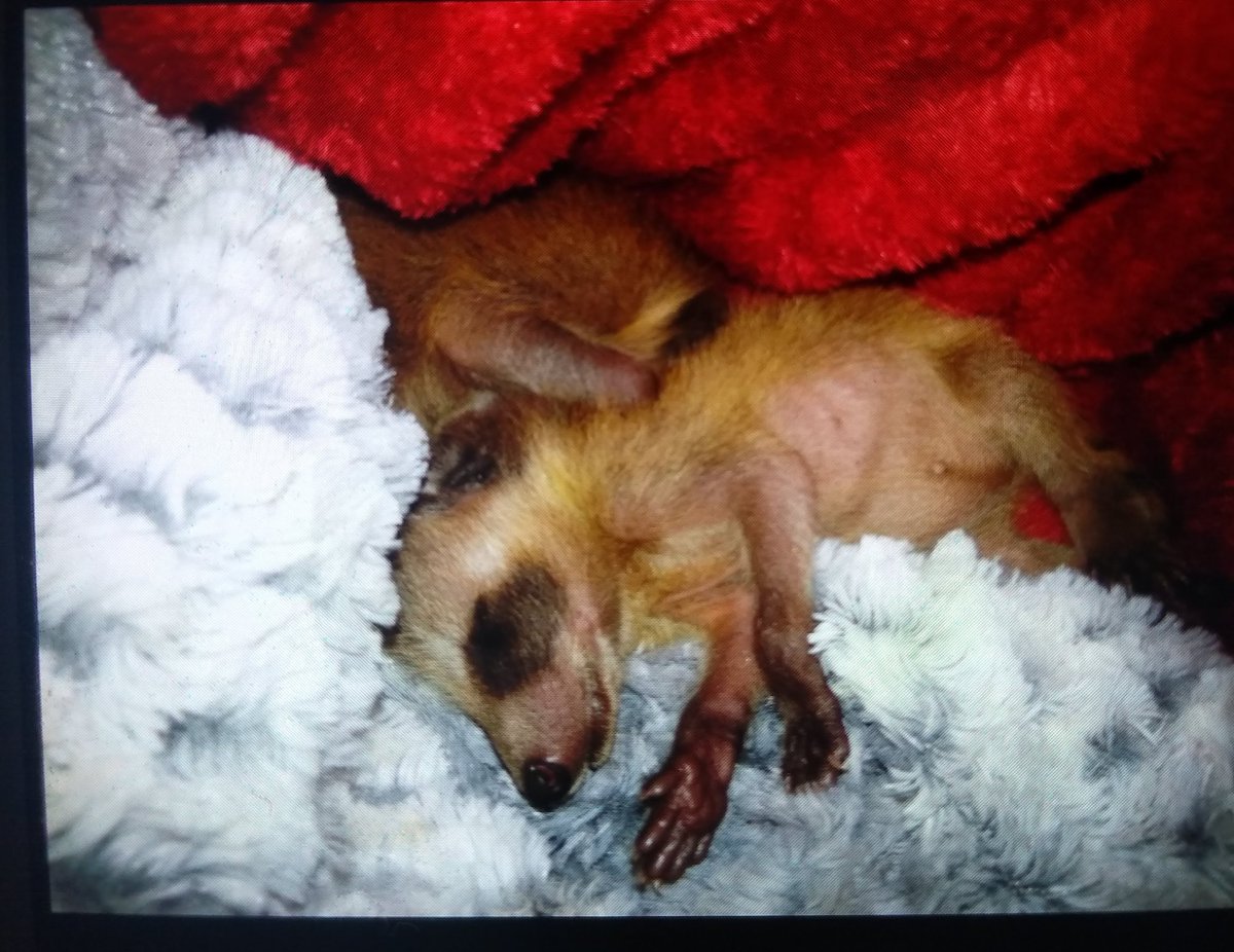 hippyseachick's tweet image. That time a mama raccoon got run out of her forest by dozers and couldn't collect all her babies...you do what ya gotta do when your friend calls crying.......just wish I had this love for people.