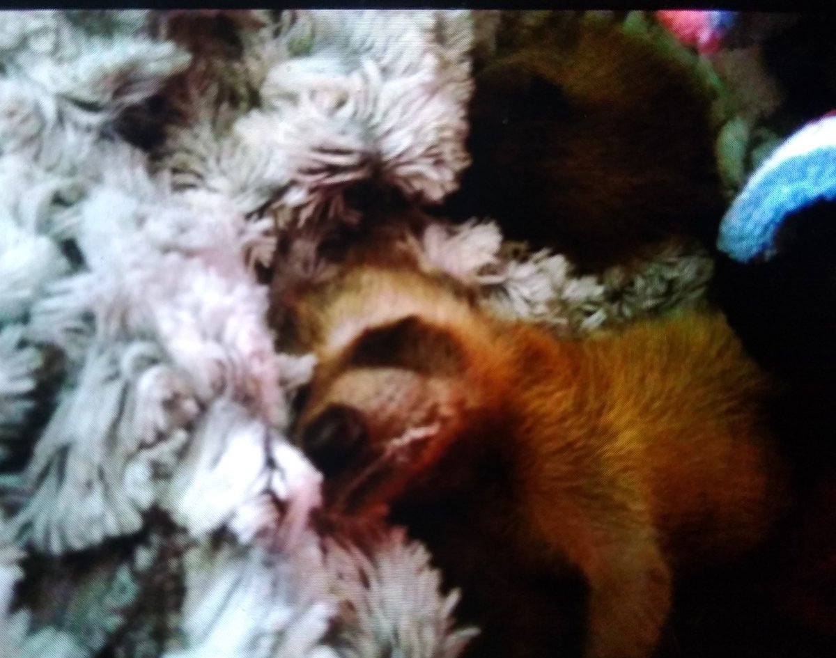 hippyseachick's tweet image. That time a mama raccoon got run out of her forest by dozers and couldn't collect all her babies...you do what ya gotta do when your friend calls crying.......just wish I had this love for people.