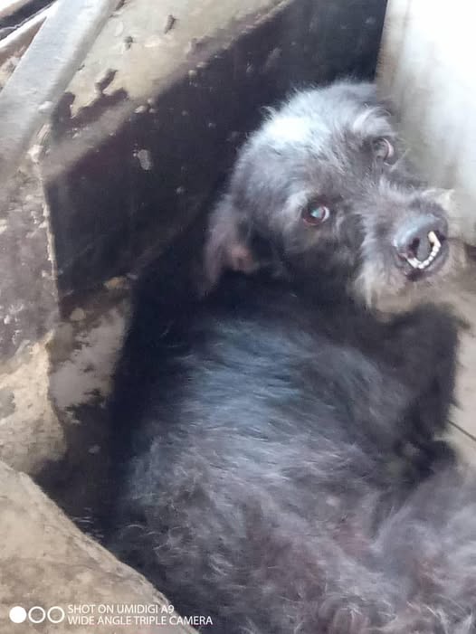 A64029345's tweet image. Amira, de 9 meses, ha sido rechazada desde que nació por la deformación en su boca, busca una familia, que la ame y vea tan perfecta como es, es una mezcla de #Schnauzer y #Poodle, tamaño mediano, dulce y temerosa, necesita confianza y seguridad, información por el: 04242025703
