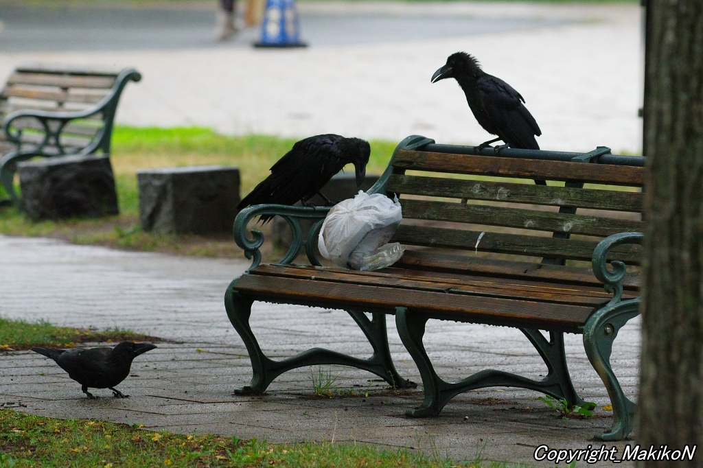 crow_research's tweet image. 放置ゴミの分別を修業中のブト雛。
#カラス #ハシブトガラス #烏 #crow #corvus #corvidae #corvus_macrorhynchos #largebilled_crow #MakikoNakamura #sapporocrowResearch #中村眞樹子 #NPO法人札幌カラス研究会 #PENTAX #shootpentax #pentaxk3mkiii #sapporo #札幌のカラス #wildbird