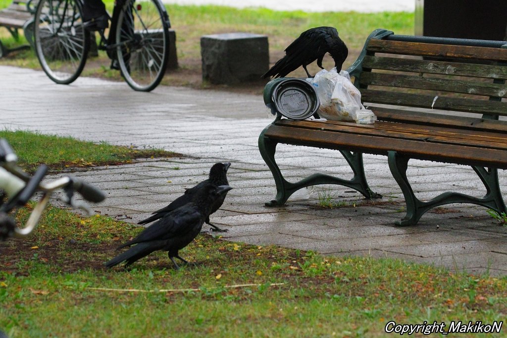 crow_research's tweet image. 放置ゴミの分別を修業中のブト雛。
#カラス #ハシブトガラス #烏 #crow #corvus #corvidae #corvus_macrorhynchos #largebilled_crow #MakikoNakamura #sapporocrowResearch #中村眞樹子 #NPO法人札幌カラス研究会 #PENTAX #shootpentax #pentaxk3mkiii #sapporo #札幌のカラス #wildbird
