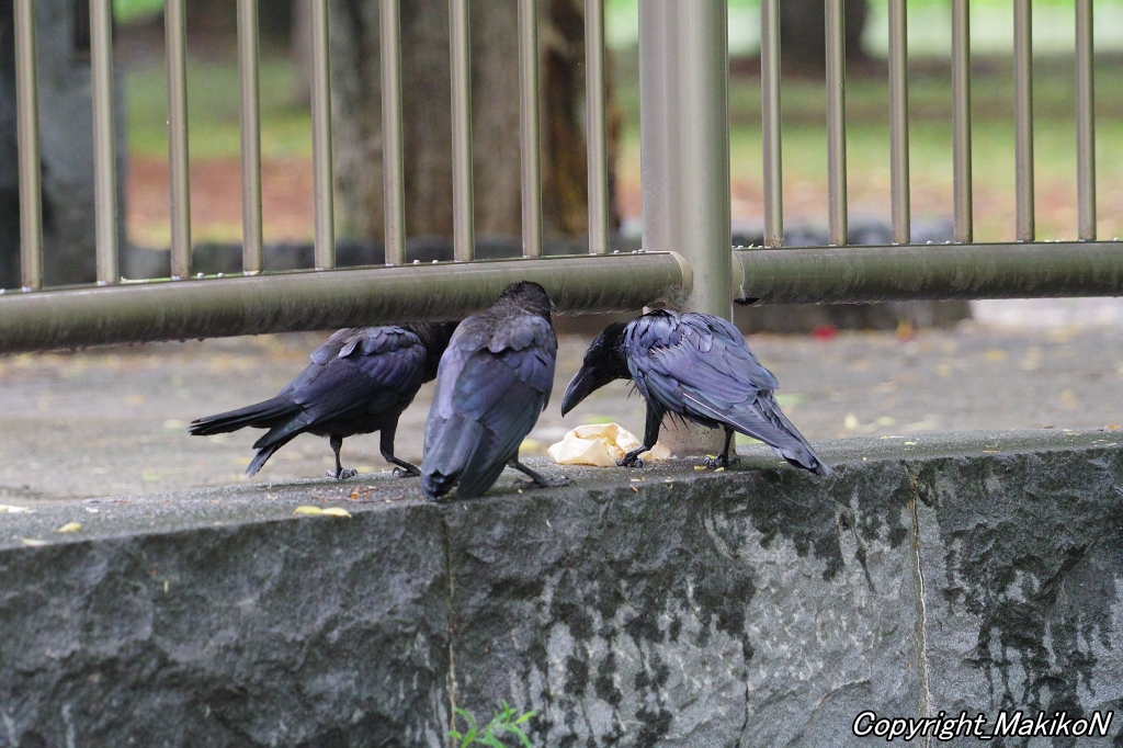 crow_research's tweet image. 放置ゴミの分別を修業中のブト雛。
#カラス #ハシブトガラス #烏 #crow #corvus #corvidae #corvus_macrorhynchos #largebilled_crow #MakikoNakamura #sapporocrowResearch #中村眞樹子 #NPO法人札幌カラス研究会 #PENTAX #shootpentax #pentaxk3mkiii #sapporo #札幌のカラス #wildbird
