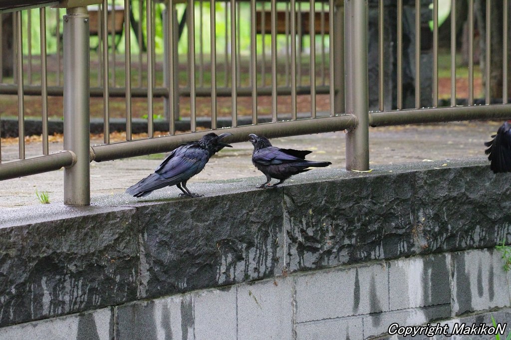 crow_research's tweet image. 放置ゴミの分別を修業中のブト雛。
#カラス #ハシブトガラス #烏 #crow #corvus #corvidae #corvus_macrorhynchos #largebilled_crow #MakikoNakamura #sapporocrowResearch #中村眞樹子 #NPO法人札幌カラス研究会 #PENTAX #shootpentax #pentaxk3mkiii #sapporo #札幌のカラス #wildbird