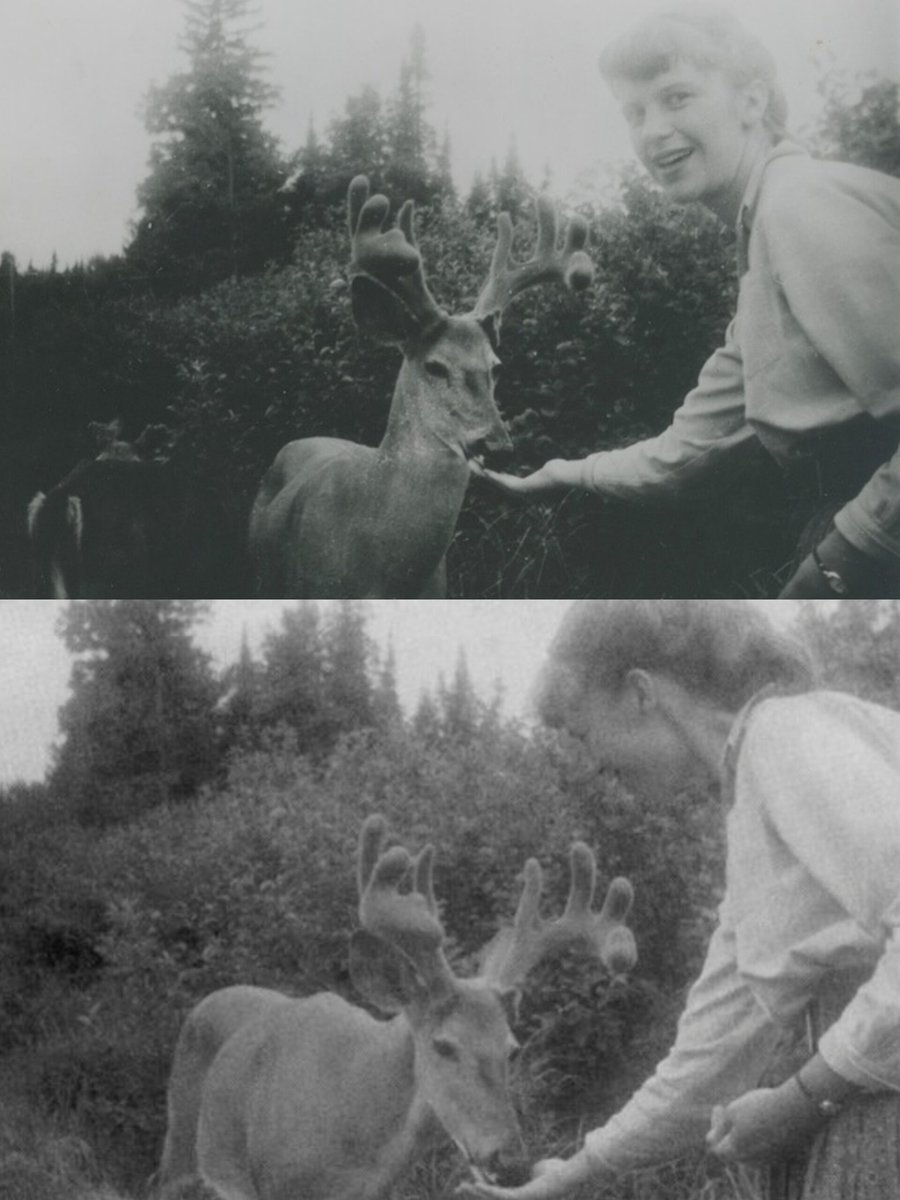 Sylvia Plath feeding a deer, July 1959