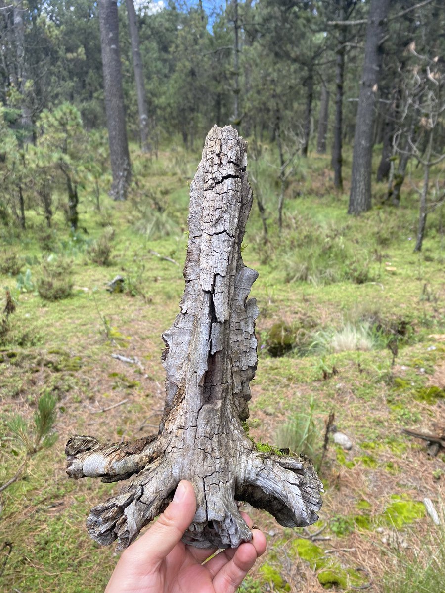 Droidroide's tweet image. Califiquen la rama que me encontré ayer en el bosque