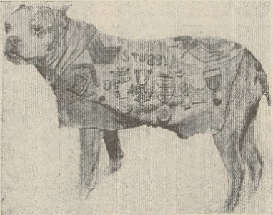 "Kādas amerikāņu brigādes suns ar pasaules karā iegūtajiem ordeņiem."

/Atpūta, 19.12.1924