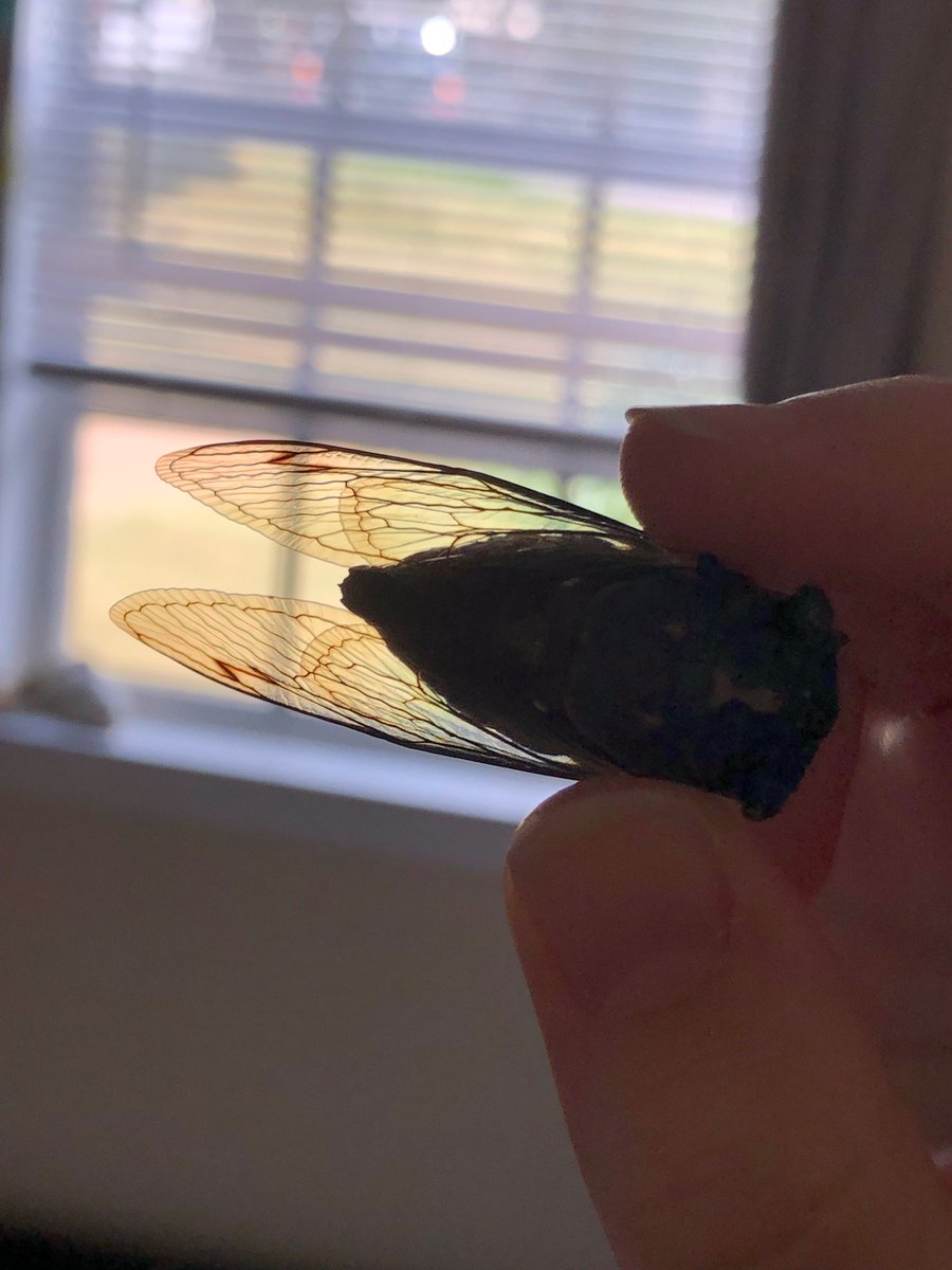 DAISYDEVIL2007's tweet image. Cool little guy that was bestowed upon me. He's a cicada and I gave him a proper burial so dw he was treated well :)