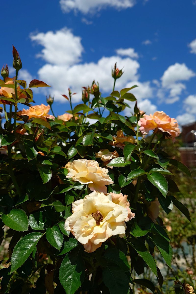 takecyanful's tweet image. 7／28 月曜日 🌤️  25℃
ーーーーーーーーーーーー
 🌱 おはようございます🌱
ーーーーーーーーーーーー

　　　 🌱🌸🌱