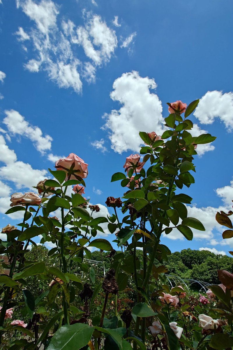 takecyanful's tweet image. 7／28 月曜日 🌤️  25℃
ーーーーーーーーーーーー
 🌱 おはようございます🌱
ーーーーーーーーーーーー

　　　 🌱🌸🌱