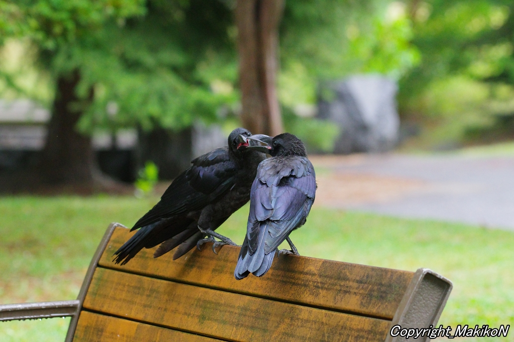 crow_research's tweet image. 兄弟で給餌の真似をするよ。
#カラス #ハシブトガラス #烏 #crow #corvus #corvidae #corvus_macrorhynchos #largebilled_crow #MakikoNakamura #sapporocrowResearch #中村眞樹子 #NPO法人札幌カラス研究会 #PENTAX #shootpentax #pentaxk3mkiii #sapporo #札幌のカラス #wildbird