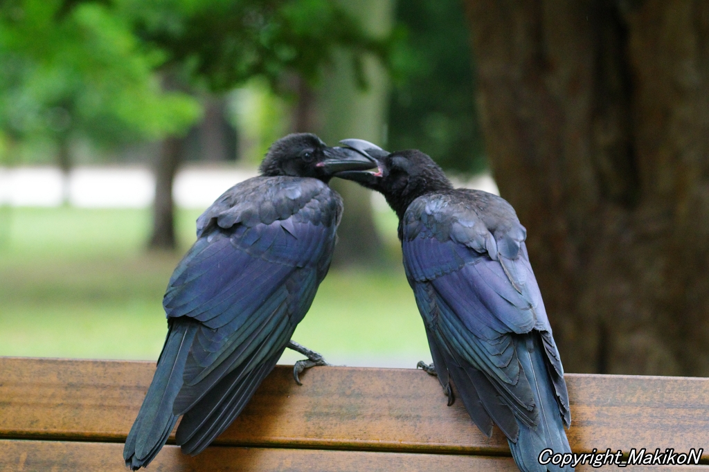 crow_research's tweet image. 兄弟で給餌の真似をするよ。
#カラス #ハシブトガラス #烏 #crow #corvus #corvidae #corvus_macrorhynchos #largebilled_crow #MakikoNakamura #sapporocrowResearch #中村眞樹子 #NPO法人札幌カラス研究会 #PENTAX #shootpentax #pentaxk3mkiii #sapporo #札幌のカラス #wildbird