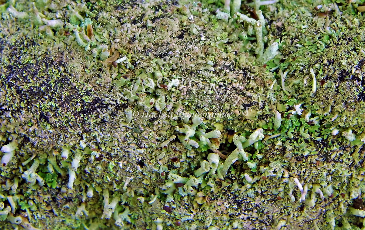 dhackett4150's tweet image. While visiting Amelia Island Lighthouse, I saw a rope covered moss. This micro capture is of that moss growing on the rope around a post. The tiny moss look like a forest of little trees. donna-hackett.pixels.com/featured/macro…