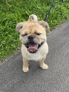 Penny (@penny2449) on Twitter photo #k9hour
Toby 9 yr old Shih Tsu/Pug and Alfie 7 yr old Lhasa
Apso/Pug, owner died, They both are friendly and walk
well on lead, good with other dogs, a nice pair of dogs,
more info/adopt them from <a href="/CorynRDR/">Rochdale Dog Rescue</a> UK #k9hour
Toby 9 yr old Shih Tsu/Pug and Alfie 7 yr old Lhasa
Apso/Pug, owner died, They both are friendly and walk
well on lead, good with other dogs, a nice pair of dogs,
more info/adopt them from <a href="/CorynRDR/">Rochdale Dog Rescue</a> UK