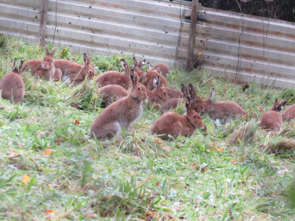 Ban Blood Sports (@banbloodsports) on Twitter photo Hares should be living free in nature, not confined in captivity and used as live lures for dogs to terrorise. Join us in urging Minister <a href="/JamesBrowneTD/">James Browne TD</a> to refuse 2025-26 hare coursing licences. This bloodsport should NOT be happening in modern Ireland banbloodsports.wordpress.com/2025/07/08/minβ¦ Hares should be living free in nature, not confined in captivity and used as live lures for dogs to terrorise. Join us in urging Minister <a href="/JamesBrowneTD/">James Browne TD</a> to refuse 2025-26 hare coursing licences. This bloodsport should NOT be happening in modern Ireland banbloodsports.wordpress.com/2025/07/08/minβ¦