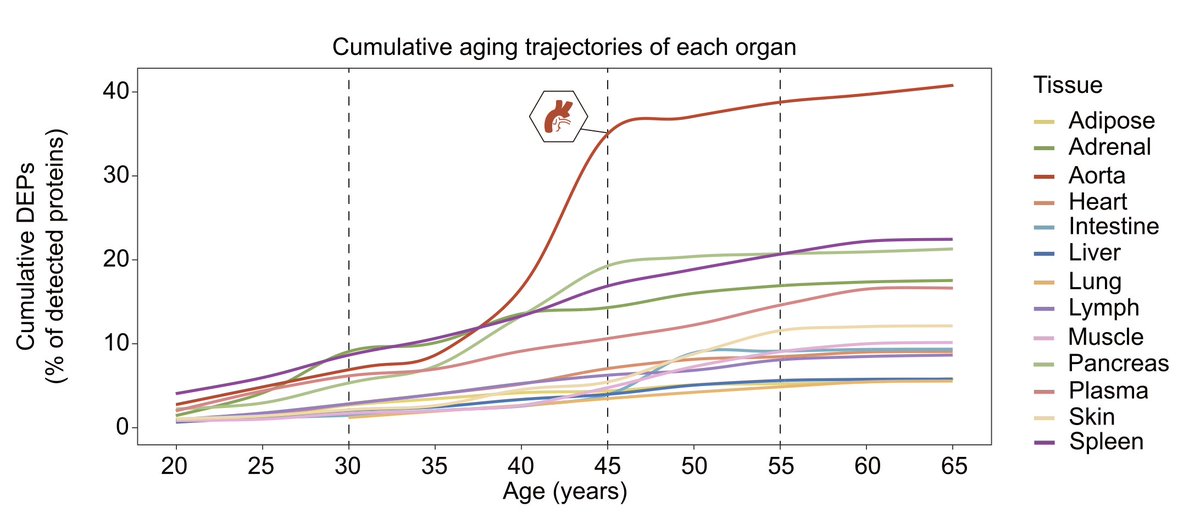 Through comprehensive proteomics, blood vessels were the organ first to show aging, of 13 organs assessed, in a cohort of 76 individuals aged 14 to 68 years, with an aging inflection around age 50 cell.com/cell/abstract/…