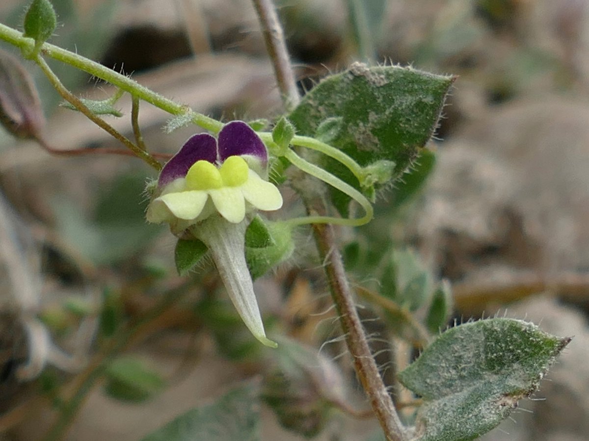 RogerRob473's tweet image. From a walk this week along arable field edges (N. Hants), sharp-leaved fluellen (kickxia elatine) and fool&apos;s parsley (aethusa cynapium). #wildflowerhour