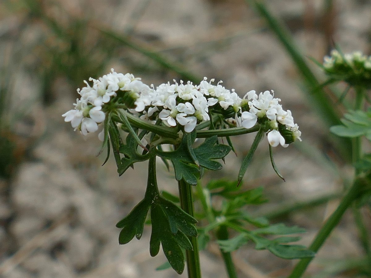 RogerRob473's tweet image. From a walk this week along arable field edges (N. Hants), sharp-leaved fluellen (kickxia elatine) and fool&apos;s parsley (aethusa cynapium). #wildflowerhour