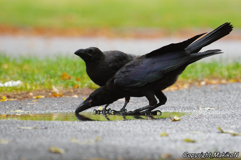 crow_research's tweet image. 水を飲むブト雛兄弟。
何をするにも一緒だね。
#カラス #ハシブトガラス #烏 #crow #corvus #corvidae #corvus_macrorhynchos #largebilled_crow #MakikoNakamura #sapporocrowResearch #中村眞樹子 #NPO法人札幌カラス研究会 #PENTAX #shootpentax #pentaxk3mkiii #sapporo #札幌のカラス #wildbird