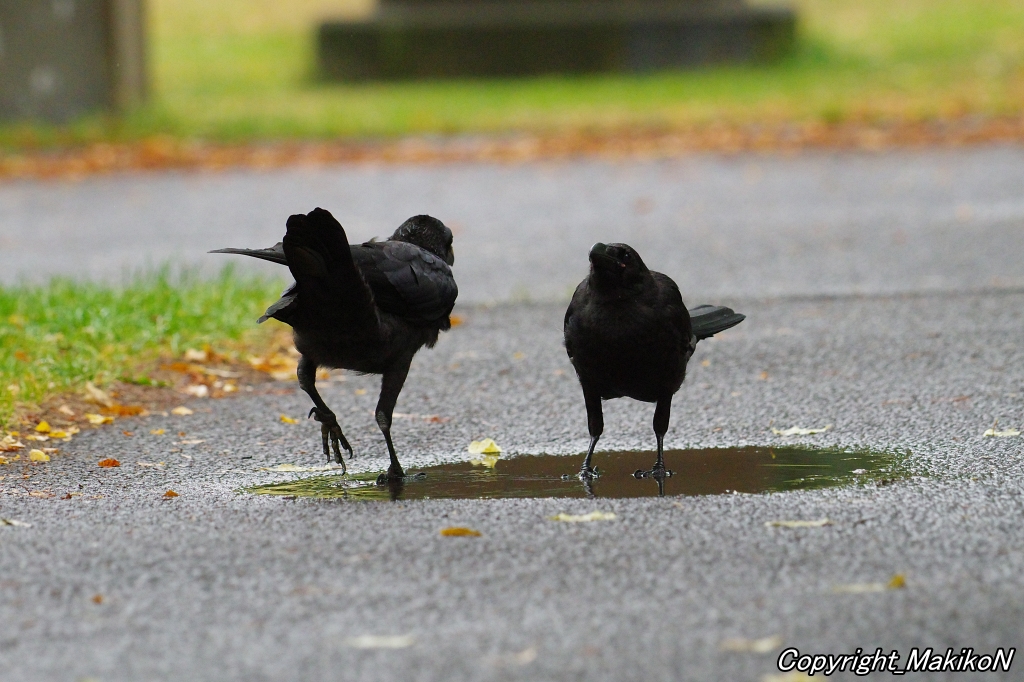 crow_research's tweet image. 水を飲むブト雛兄弟。
何をするにも一緒だね。
#カラス #ハシブトガラス #烏 #crow #corvus #corvidae #corvus_macrorhynchos #largebilled_crow #MakikoNakamura #sapporocrowResearch #中村眞樹子 #NPO法人札幌カラス研究会 #PENTAX #shootpentax #pentaxk3mkiii #sapporo #札幌のカラス #wildbird