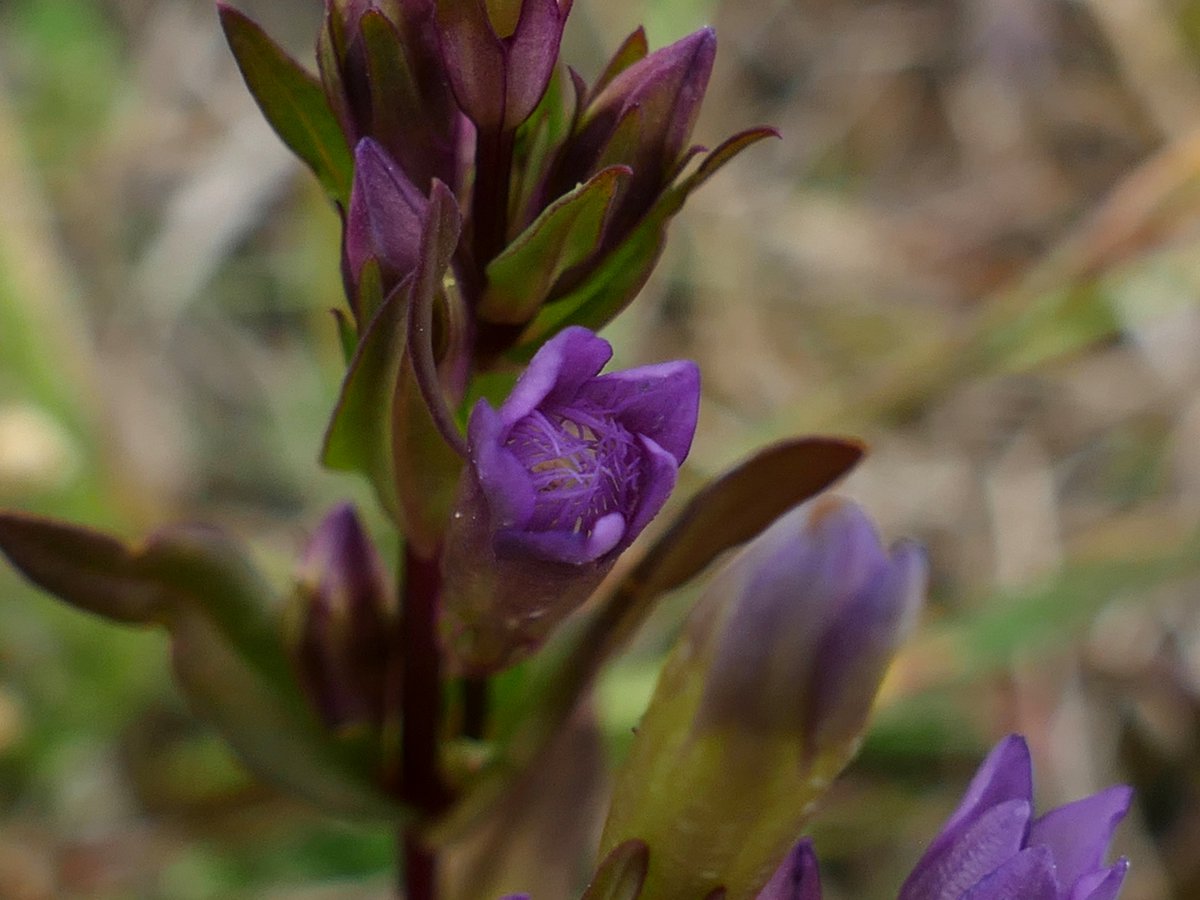RogerRob473's tweet image. First of the autumn gentians (gentianella amarella) coming into flower this week at The Holies, Streatley (W. Berks). #wildflowerhour