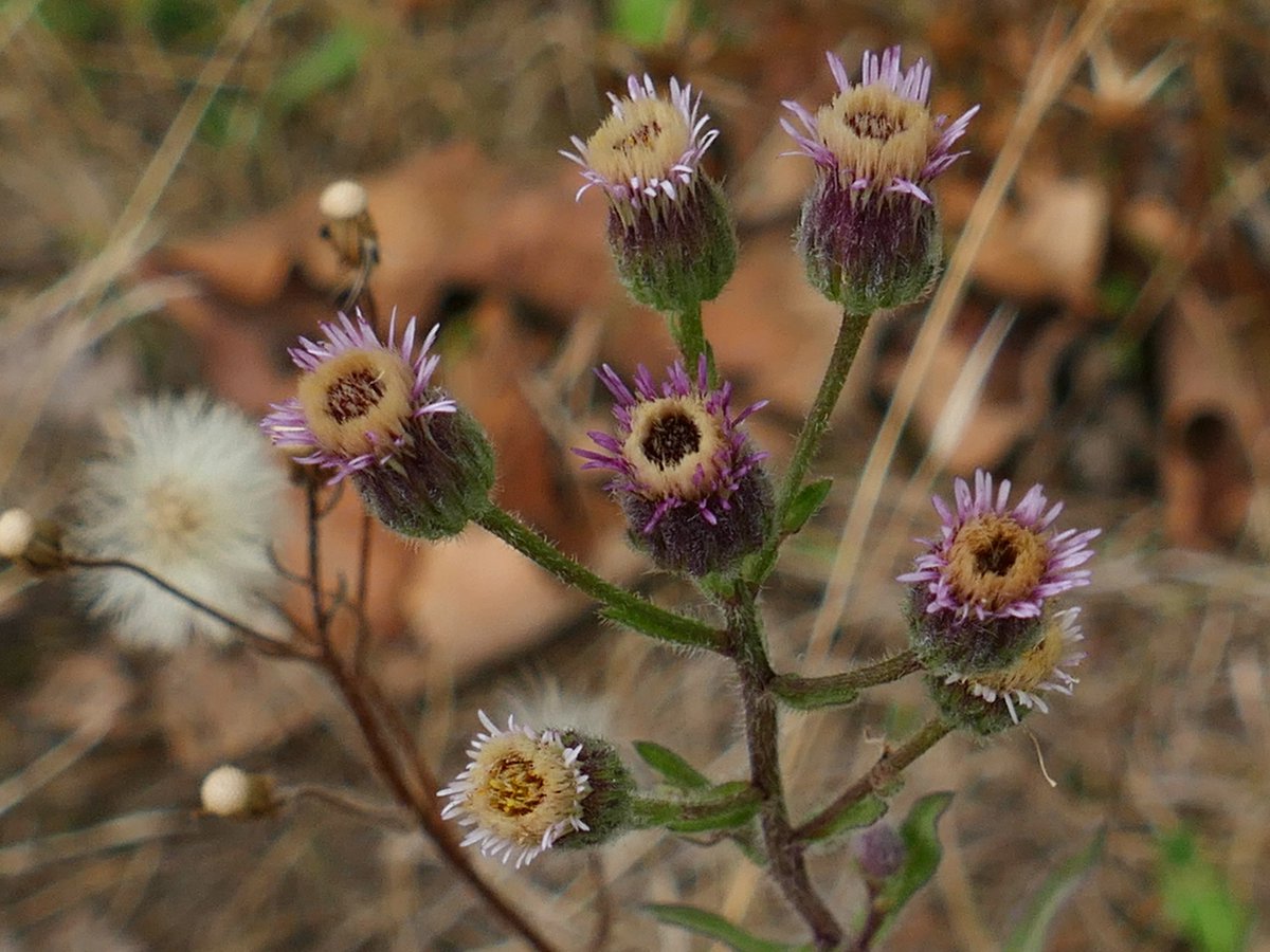 RogerRob473's tweet image. Blue fleabane (erigeron acris) flowers and seedheads from a walk at Streatley (W. Berks) this week. #wildflowerhour