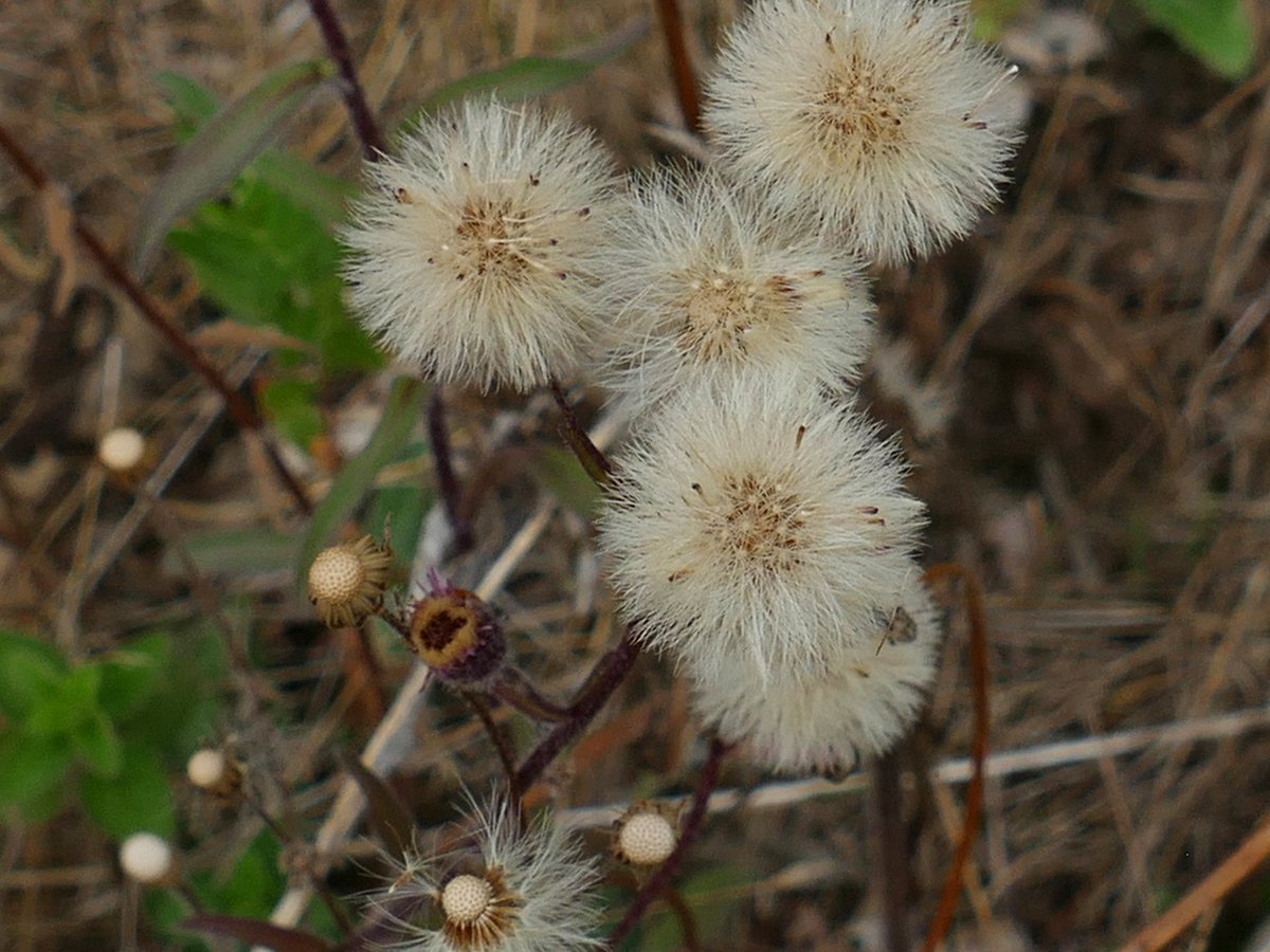 RogerRob473's tweet image. Blue fleabane (erigeron acris) flowers and seedheads from a walk at Streatley (W. Berks) this week. #wildflowerhour