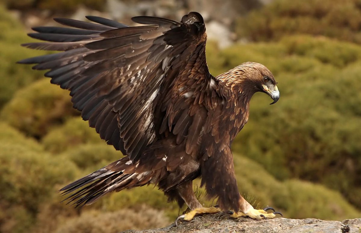jwhisktea's tweet image. the jaygle