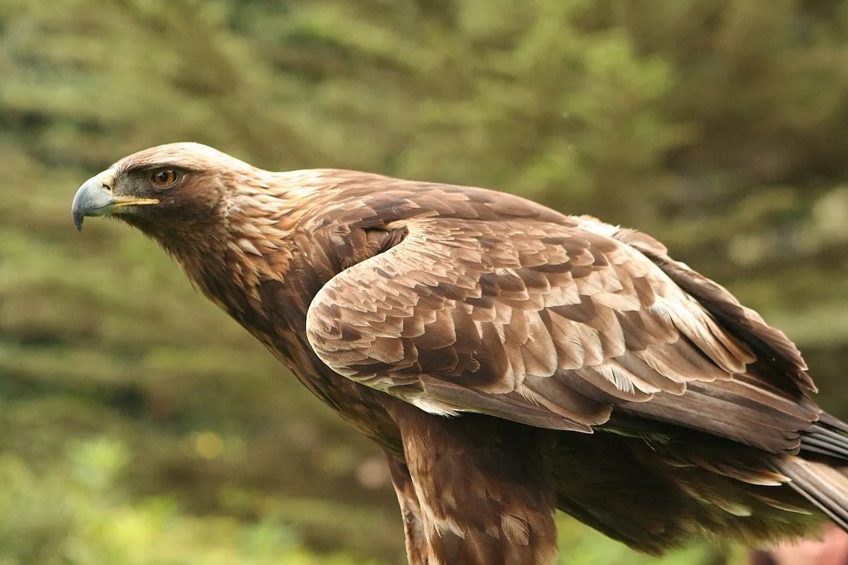 jwhisktea's tweet image. the jaygle