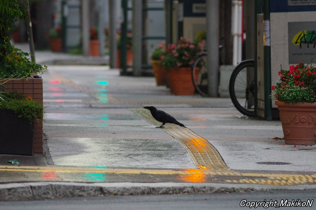 crow_research's tweet image. 暗い時間から活動しているブト君。
酔っ払いの介護もするよ。(笑)
#カラス #ハシブトガラス #crow #corvus #corvidae #corvus_macrorhynchos #largebilled_crow #sapporocrowResearch #中村眞樹子 #NPO法人札幌カラス研究会 #PENTAX #shootpentax #pentaxk3mkiii #sapporo #札幌のカラス #wildbird