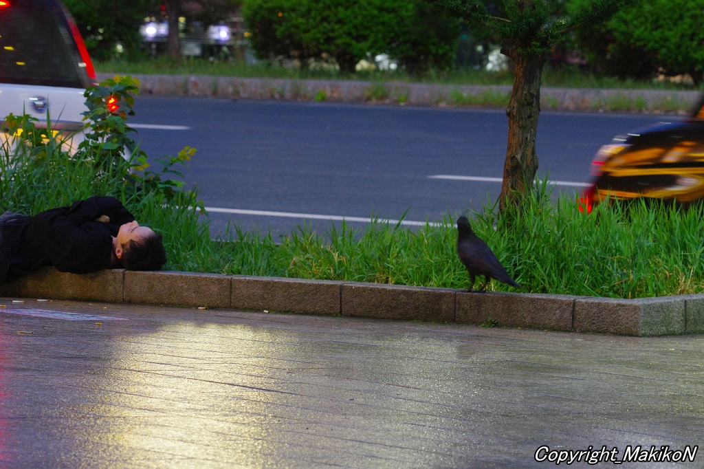 crow_research's tweet image. 暗い時間から活動しているブト君。
酔っ払いの介護もするよ。(笑)
#カラス #ハシブトガラス #crow #corvus #corvidae #corvus_macrorhynchos #largebilled_crow #sapporocrowResearch #中村眞樹子 #NPO法人札幌カラス研究会 #PENTAX #shootpentax #pentaxk3mkiii #sapporo #札幌のカラス #wildbird