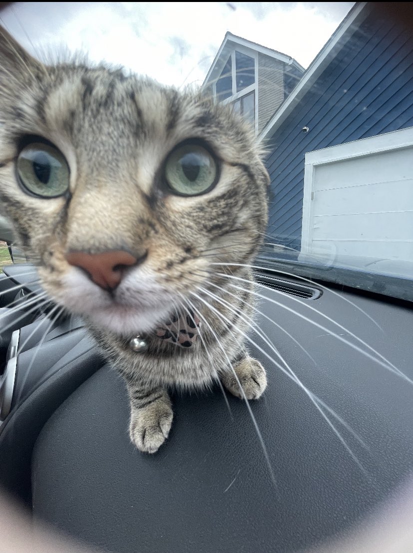 nekopilledd's tweet image. she wasn’t a big fan of the car
