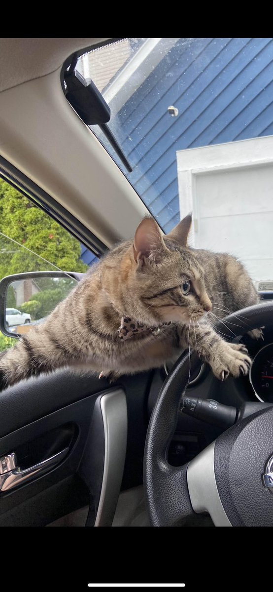 nekopilledd's tweet image. she wasn’t a big fan of the car