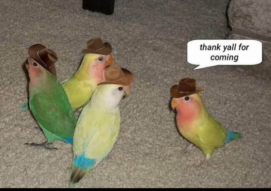 Camila Júlia tweet media