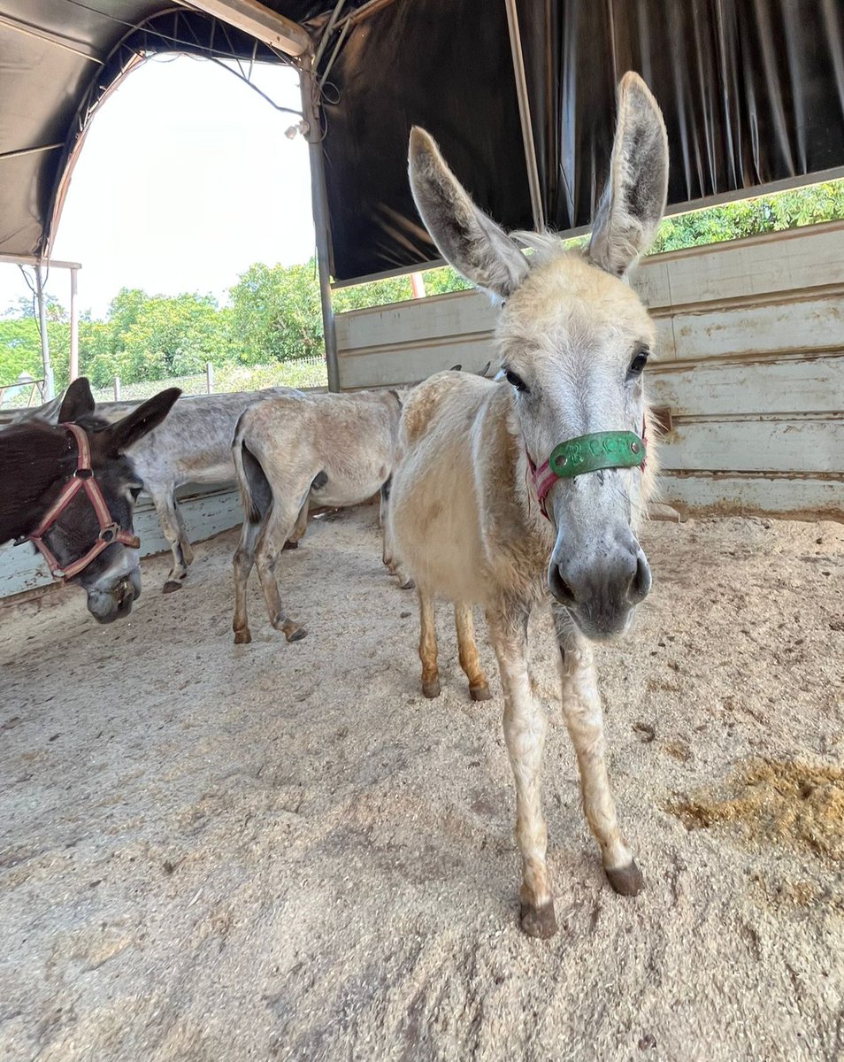 Then and now - hasn't Be'eri grown since he came to us from a kibbutz as a 5 month old stray foal!  Be'eri and his best friend Fabian are safe for life at our sanctuary in Israel with 180 other donkeys - thanks entirely to your support.