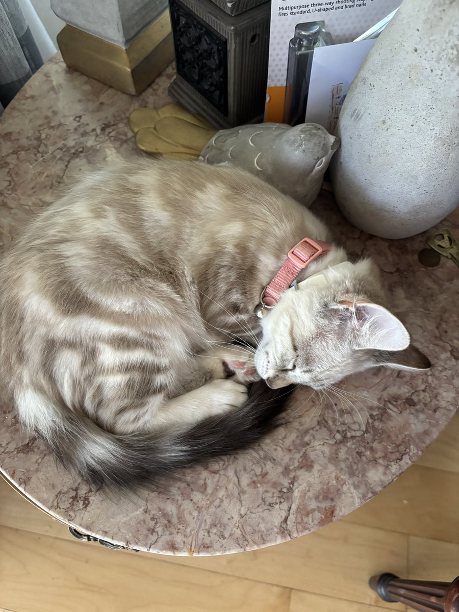 FloreFlos's tweet image. Timeline cleanse. After a hard morning at play Zinnia is taking a nap❤️
