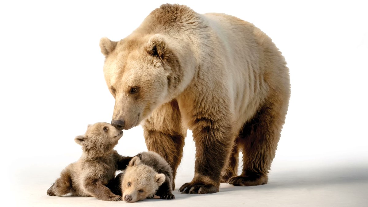 The Mystery of Smell by Irfan Yilmaz
Biology
Some faith traditions attribute the unpleasant odors associated with certain psychological disorders to metaphysical beings, such as demons.
fountainmagazine.com/all-issues/202…